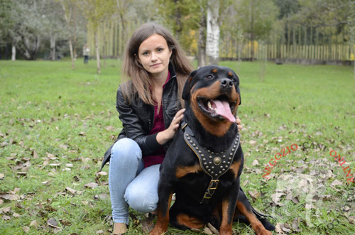 Rottweiler con bellissima pettorina in pelle
indosso