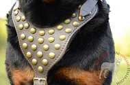 Pettorina in vera pelle "Spark of inspiration" per Rottweiler