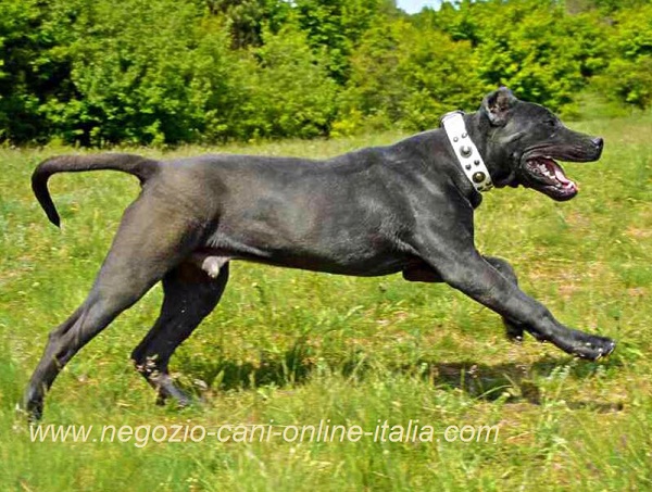 Straordinario collare per cane di taglia grande