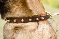 Collare in cuoio con borchie in ottone per Malinois