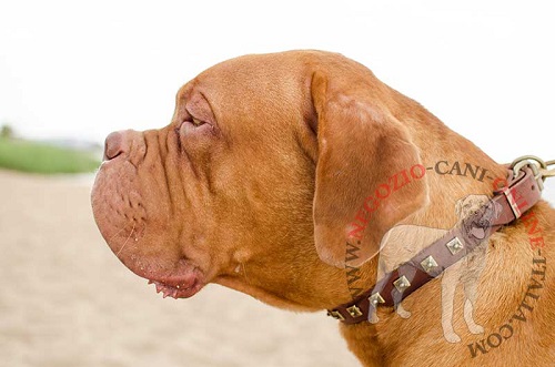 Dogue de Bordeaux con comodo e affidabile collare
decorato indosso