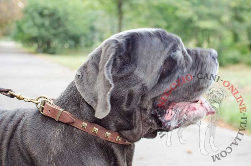 Elegante collare in cuoio con decorazioni indossato da
Mastino Napoletano