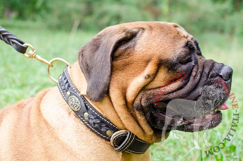 Grazioso ed affidabile collare in pelle naturale
per Bullmastiff