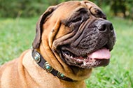 Collare in pelle con decorazioni "Starlit night" per Bullmastiff