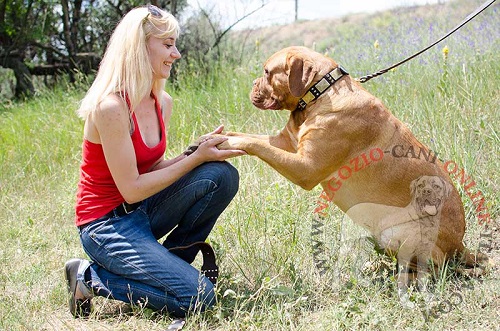 Collare di stile con decorazioni indossato da Dogue de Bordeaux