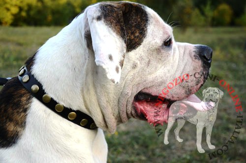 Collare con placche
rotonde per Bulldog Americano