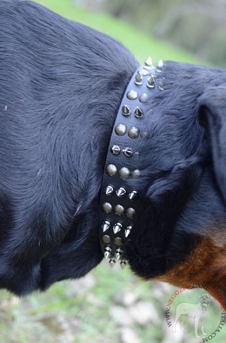 Il collare in cuoio decorato indossato da Rottweiler
