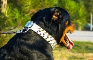 Collare bianco con decorazioni metalliche per Rottweiler