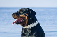 Collare bianco in pelle "White Rose" per Rottweiler