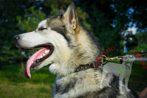 Alaskan Malamute con il collare in pelle con decorazioni