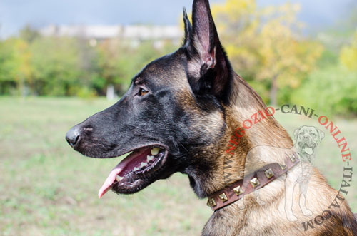 Elegante collare in cuoio con decorazioni indossato da
Malinois