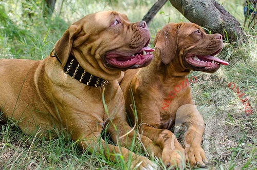 Collare con borchie a punta indossato da Dogue de Bordeaux