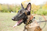 Collare con piastre lisce "Lead a life of luxury" per Malinois