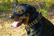 Collare in pelle largo "Studded Gift" per Rottweiler