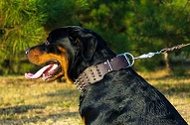 Collare in vera pelle largo 7 cm "Gladiator" per Rottweiler