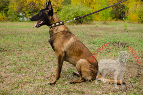 Sicuro collare con decorazioni per Malinois