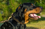 Collare in pelle con decorazioni "Galaxy Trip" per Rottweiler