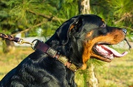 Collare con decorazioni "Empire of beauty" per Rottweiler