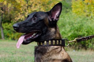 Collare in pelle con decorazioni "Column Style" per Malinois Collare in pelle con decorazioni "Column Style" per Malinois