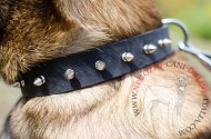 Collare in pelle con borchie a punta "Bow-Wow" per Malinois Collare in pelle con borchie a punta "Bow-Wow" per Malinois