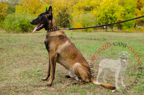 Collare in cuoio naturale per Malinois