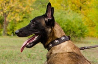 Collare in vera pelle con decorazioni "True Jewel" per Malinois