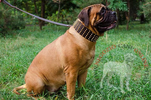 Bullmastiff con
collare decorato indosso