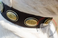 Collare in pelle "Ante Bellum" per Bulldog Americano Collare in pelle "Ante Bellum" per Bulldog Americano