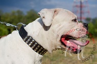 Collare in pelle "Premium Finery" per Bulldog Americano Collare in pelle "Premium Finery" per Bulldog Americano