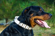 Collare bianco in pelle con decorazioni per Rottweiler