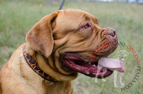 Collare di stile con disegno di fuoco
per Dogue de Bordeaux