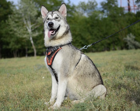 Straordinaria pettorina in cuoio per cani di taglia media
e grande