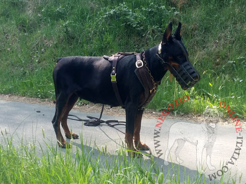 Dobermann con pettorina in vera pelle