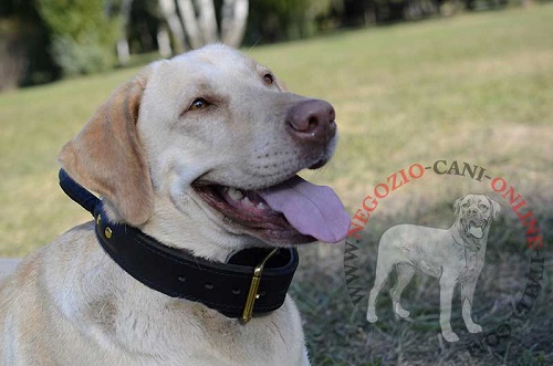 Resistente collare in doppio strato di pelle per
Labrador Retriever