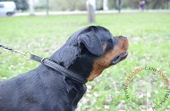 Collare a strozzo in cuoio doppio "Rattlesnake" per Rottweiler