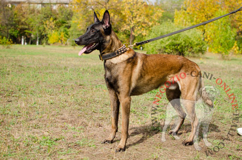 Comodo collare in cuoio
indossato da Malinois