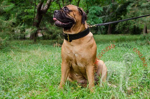 Comodo collare in pelle indossato da
Bullmastiff