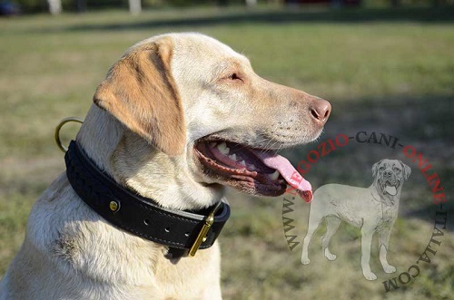 Collare in doppio strato di pelle indossato da
Labrador Retriever