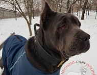 Collare in pelle con maniglia "Easy control" per Cane Corso