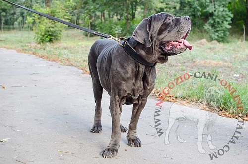 Comodo collare in doppio strato di pelle indossato da
Mastino Napoletano