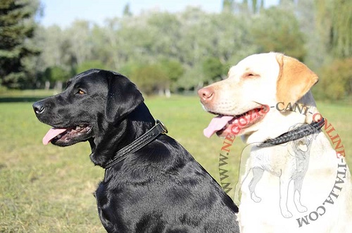 Comodo e pratico collare in pelle naturale indossato da
Labrador Retriever