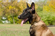 Collare in pelle con piastrine dorate "Luxury" per Malinois