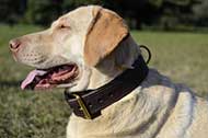 Resistente collare doppio "Double-layer" per Labrador Retriever