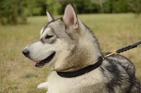 Collare con striscia intrecciata
indossato da Malamute