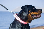 Collare in pelle rosa con borchie "Pink Rose" per Rottweiler