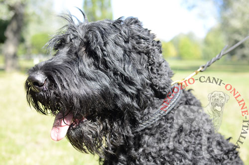 Collare in cuoio con striscia intrecciata
indossato da Terrier Nero Russo