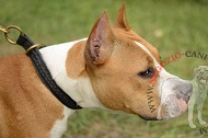 Collare a strozzo in pelle "Rattlesnake" per Amstaff