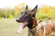 Collare a strozzo in pelle arrotondata per Malinois, 12 cm