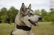 Collare in cuoio doppio "Double-layer" per Alaskan Malamute