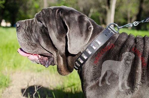 Resistente ed elegante collare in cuoio
indossato da Mastino Napoletano